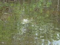 An alligator poking his head out of the water in Florida